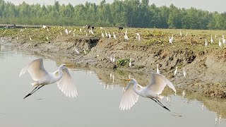 এক ঝাঁক সাদা বক পাখি Egret Bird Group Catching.বক পাখি।