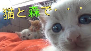 青い目の仔猫３匹と森暮らし始めました　I started living in the forest with three blue-eyed kittens