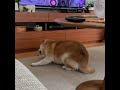 オリーブの実で遊ぶ柴犬マコ