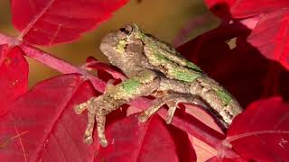 Gray Tree Frog