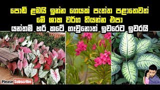 පොඩි ළමයි ඉන්න ගෙයක් පැත්ත පළාතෙවත් මේ ශාකවර්ග තියන්න එපා.යන්තම් හරි කටේ ගෑවොත් ඉවරෙට ඉවරයි