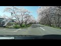 2k 東北町（上北）小川原湖・湖畔桜街道