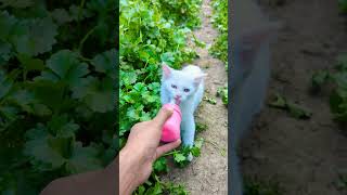 ミルクタイム！愛らしい猫と子羊の幸せなひととき 🐱🐑🥛 #かわいい #猫と羊 #癒し