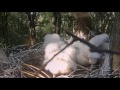 2017 05 22 9h06m hungarian bs ~tobias comes and feed the storklets*