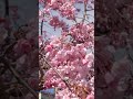 日本の春　🌸枝垂れ桜🌸1　（風音注意） 　japanese weeping cherry blossom