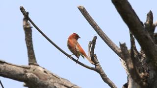 Chestnut Bunting,   銹鵐