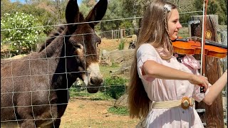 Donkey likes violin playing - Karolina Protsenko