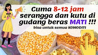 Cara membasmi kutu beras dengan Fumilikuid pada gudang beras dan silo