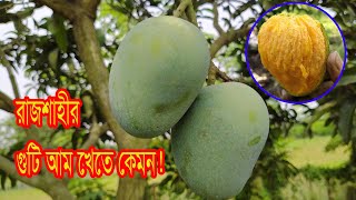 রাজশাহীর গুটি আম রানী প্রসাদ | রানী প্রসাদ আম খেতে কেমন বিস্তারিত থাকছে ভিডিওতে | Rajshahi Mango