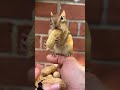 Duet with @Chipmunksandfriends #funny #chipmunk #squirrel #chipmunkversion #cute #animal