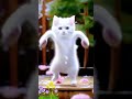 Cat dance motorcycle #cat #dance #motorcycle #dieunhaylaixemoto #petdance