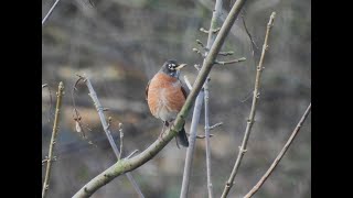 National \u0026 Local Rare \u0026 Scarce Birding 2022