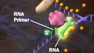 Replicacion del ADN  (en español).wmv