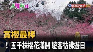 賞櫻最棒 ! 五千株櫻花滿開 遊客彷彿遊日－民視新聞