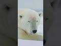 polar bear sleeping cute animals arctic circle