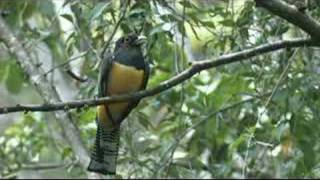 Violaceous Trogon