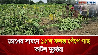 চোখের সামনে ১২'শ ফলন্ত পেঁপে গাছ কাটল দুবৃর্ত্তরা