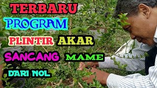 program plintir akar sancang mame dari nol