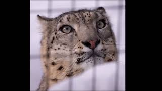 気にしなくなる日がいつ来るのか（旭山動物園　ユキヒョウのユーリ）#snowleopard #leopard #bigcat