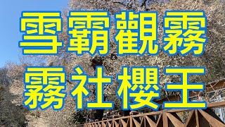 2023觀霧山莊霧社櫻王最新花況2023/03/05