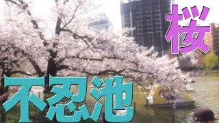 上野の不忍池の桜をご紹介♪