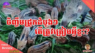 ចិញ្ចឹមជ្រូកដំបូងៗតើត្រូវត្រៀមអ្វីខ្លះ?