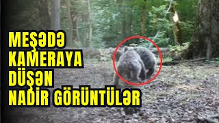 Hirkan Milli Parkında  NADİR heyvanlarının Gizli  KAMERALARA düşmüş nadir kadrları