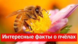 Интересные факты о пчёлах