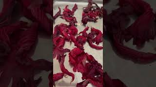 Hibiscus Flower Drying/Preservation Tips #hibiscus