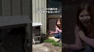 質問きてた！ミツバチの大群の中どうして刺されないの？ #Shorts