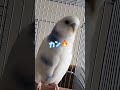 小さな救命士ぴっちゃんです⑬🚑署メシはカツのぴっちゃんです🐦　 ぴっちゃん 　 セキセイインコ 　 おもしろ 　 かわいい