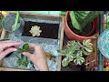 how to make a succulent terrarium by ferrisland with moody blooms