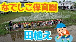 田植え