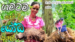 ගමටම ඇති වෙන්න දෙවියෝ දුන්න යෝධ අලේ/ela recipe /kodol ela /village cooking