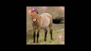 Przewalski `s horse