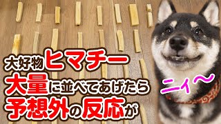 【ヒマラヤチーズ】大好物のヒマチーを大量に並べてあげてみたら想定外の反応が【豆柴】