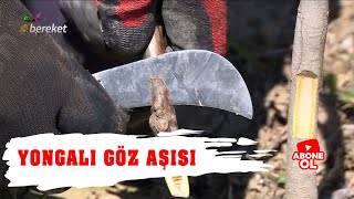 Yongalı Göz Aşısı Nasıl Yapılır ?