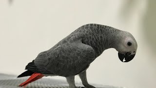 Bibi Grey Parrot like to jump on my camera