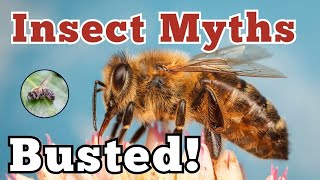 Insect Myths BUSTED: You Won’t Believe #3!