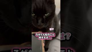 猫がスマホに嫉妬してる時の行動