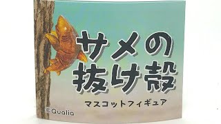 セミの抜け殻？いやサメの抜け殻！しかも羽化あり 全6種 ガチャガチャ開封レビュー GACHAPON Capsule Toys