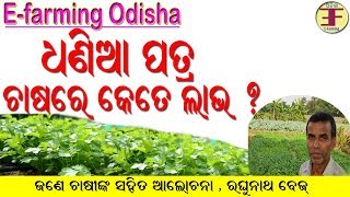 Coriander Leaves Farming in Odisha(A Discussion with Farmer).