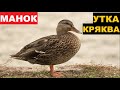 🔊ЗВУК ГОЛОС УТКА КРЯКВА ОСЕНЬ 2