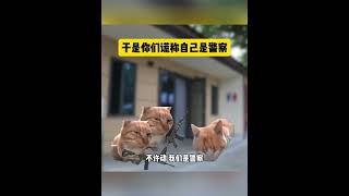 四位小孩哥假冒警察抓捕吸毒人员#猫meme小剧场 #小孩哥 #离谱操作 #猫meme  #cat #故事 #funny  #貓 #搞笑 #pets  #迷恋 #cute #萌宠