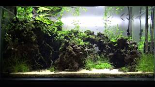 90cm洞窟水槽 Planted Aquarium 90*45*45cm 2016.6.21