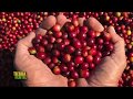 TIERRA FÉRTIL TV-PRODUCCIÓN DE CAFÉ EN AMACUECA, JALISCO (23.06.18)