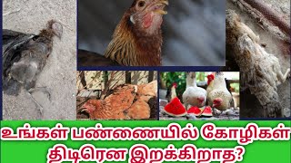 உங்கள் பண்ணையில் கோழிகள் நோய் அறிகுறிகள் இல்லாமல் திடிரென்று இறக்கிறாத ? / Lakshmi nattu koli pannai