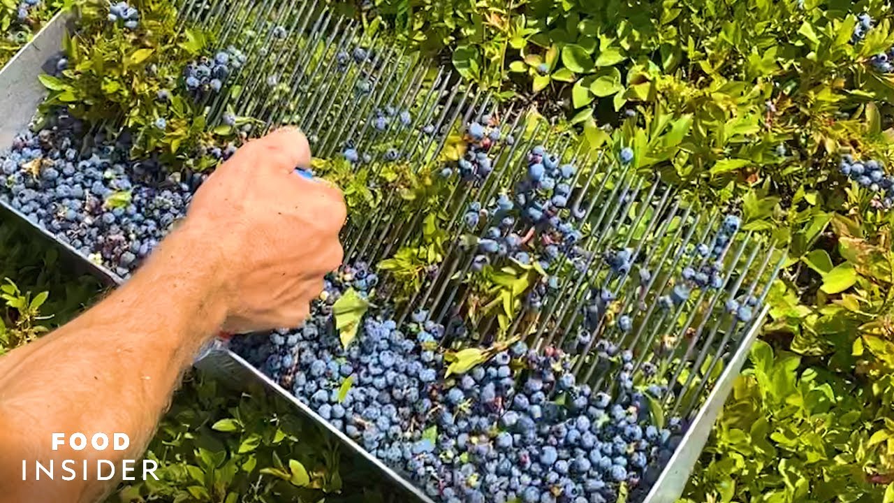 Farm Handpicks 2,000 Pounds Of Blueberries A Day | Food Insider - YouTube