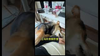 小狗很好哄的 四眼狗 中华田园犬 狗狗的心思都写在脸上了 嘤嘤怪小狗 养狗的乐趣