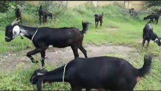 osmanabadi goats | black goats | goat market | bakri bazar | naveed goats agent